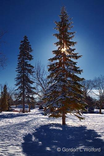 Pines In A Park_04963.jpg - Photographed at Perth, Ontario, Canada.